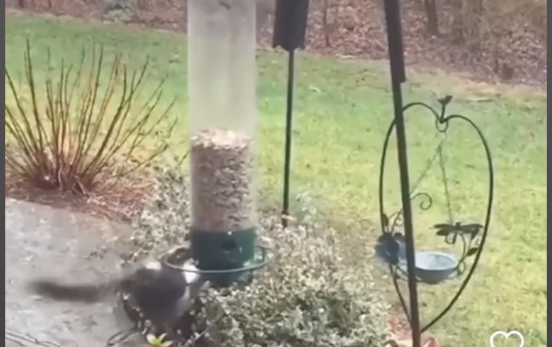 Squirrel Proof Feeder